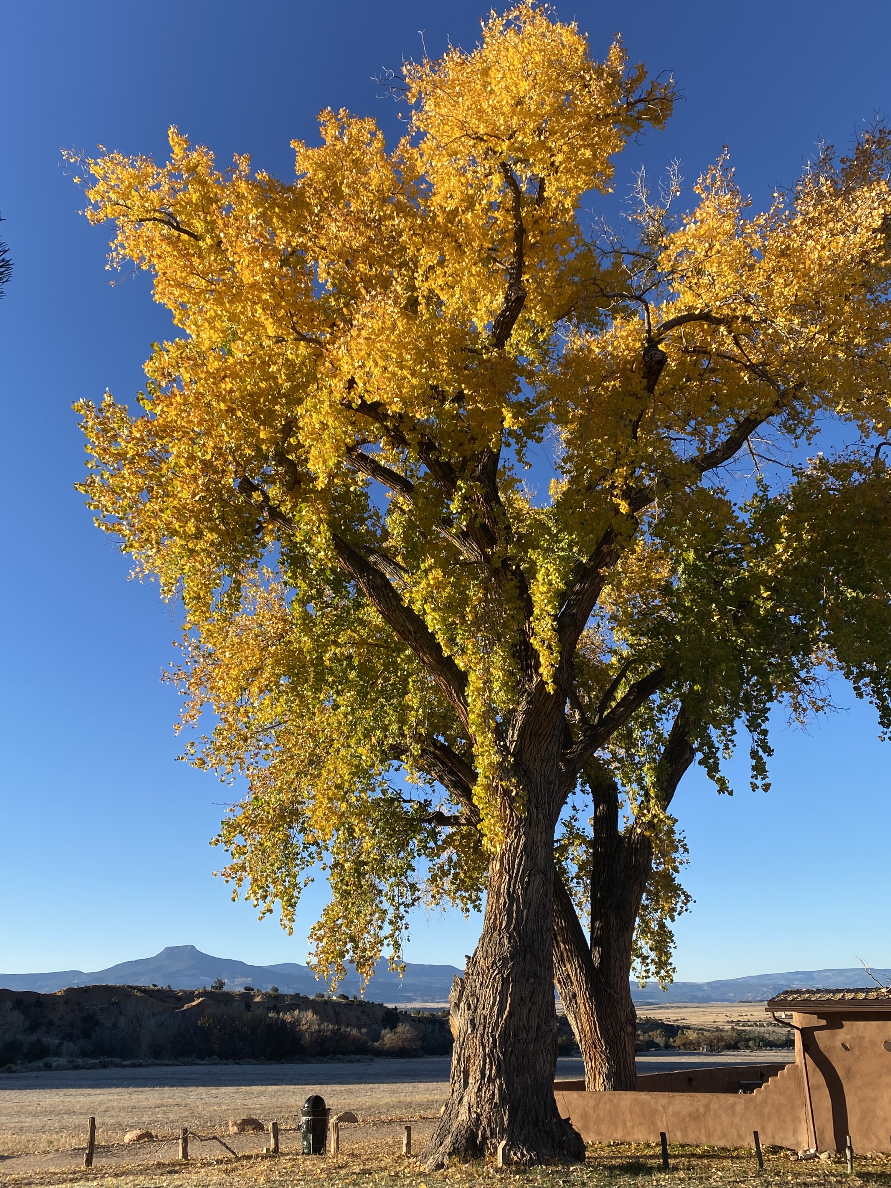 Ode to a Ghost Ranch Cottonwood – Still…however…maybe…